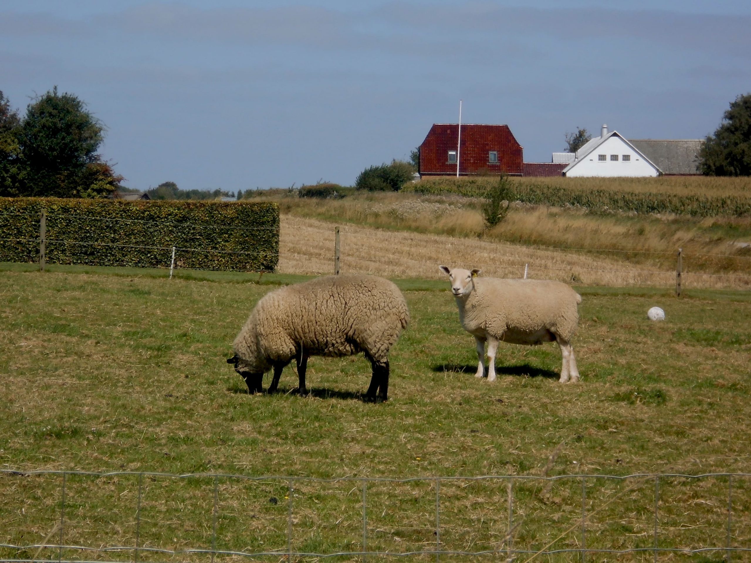 Eine Weide mit zwei Schafen, im Hintergrund zwei Häuser