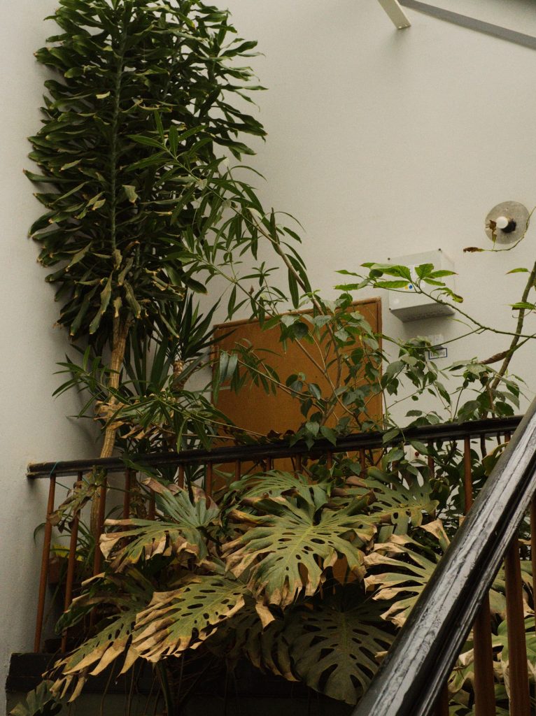 Ein Treppenhaus mit Pflanzen