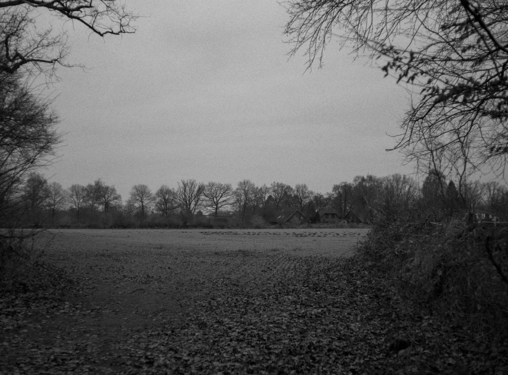 Ein Feld mit Bäumen